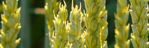 Reuvekamp Verzekeringen Agro