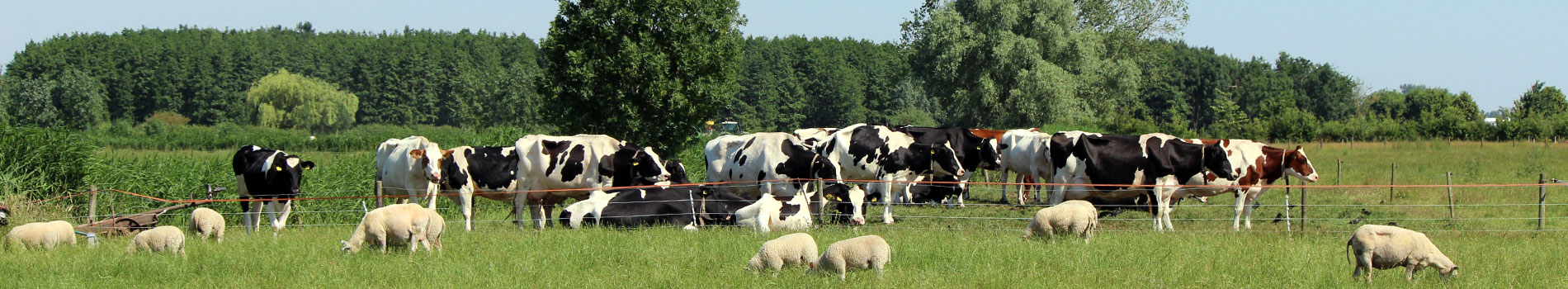 verzekeringen-agro-veeteelt